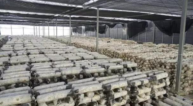大棚保溫蒸汽發生器