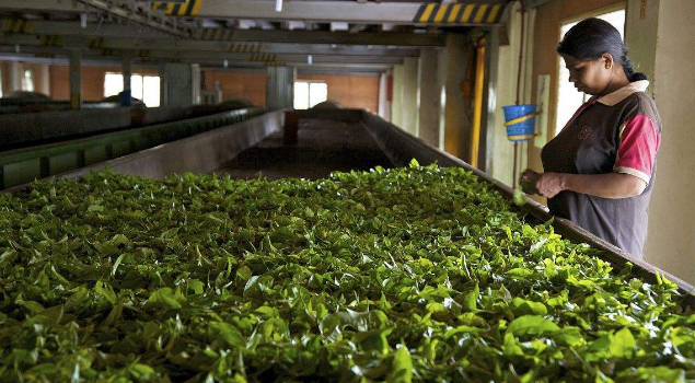 普洱茶殺青烘幹蒸汽發生器