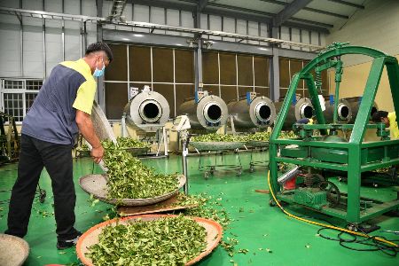 蒸汽發生器配合製茶廠烘幹事半功倍