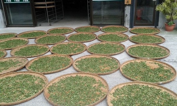 傳統模式曬幹茶葉遠沒有蒸汽發生器烘幹的質量好