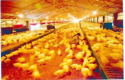 養雞場麵積大，保暖難度強，使用蒸汽發生器就能解決