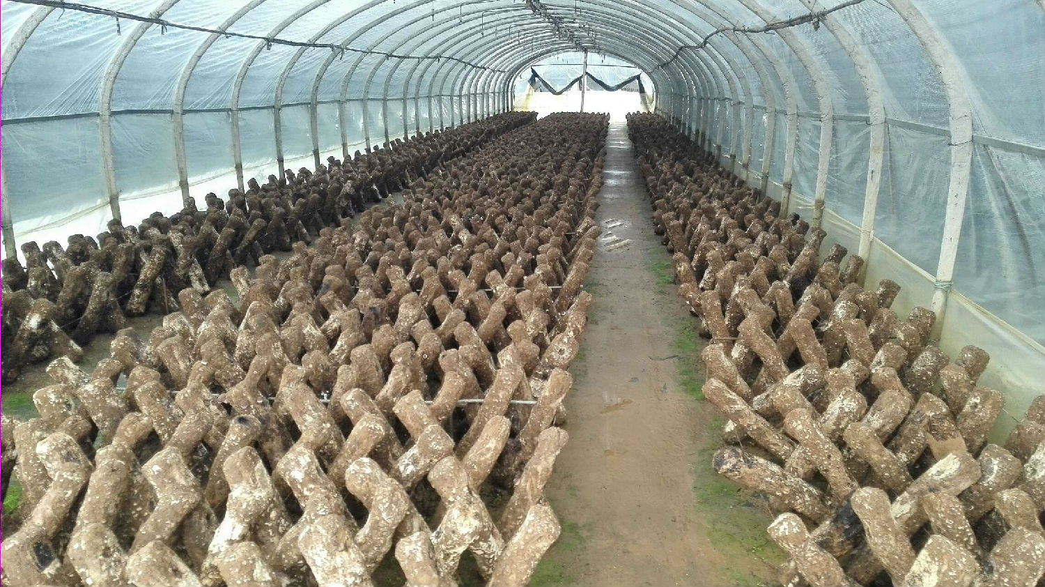 美味的食用菌使用蒸汽發生器安全過冬