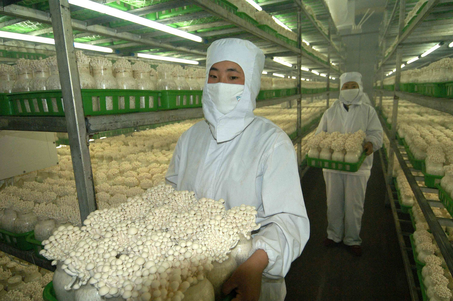 食用菌使用91免费版下载安装減少損耗