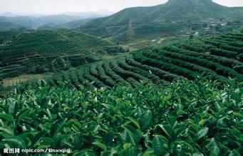 91免费视频网站電熱蒸汽發生器推動茶葉文化成倍提高製茶效率