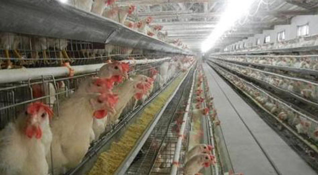 湖北省雞舍養殖蒸汽鍋爐投入使用，冬季傳染病全部走開！