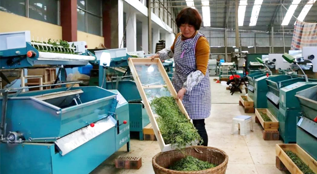 春茶貴如金，茶商如何在短時間內海量備貨？